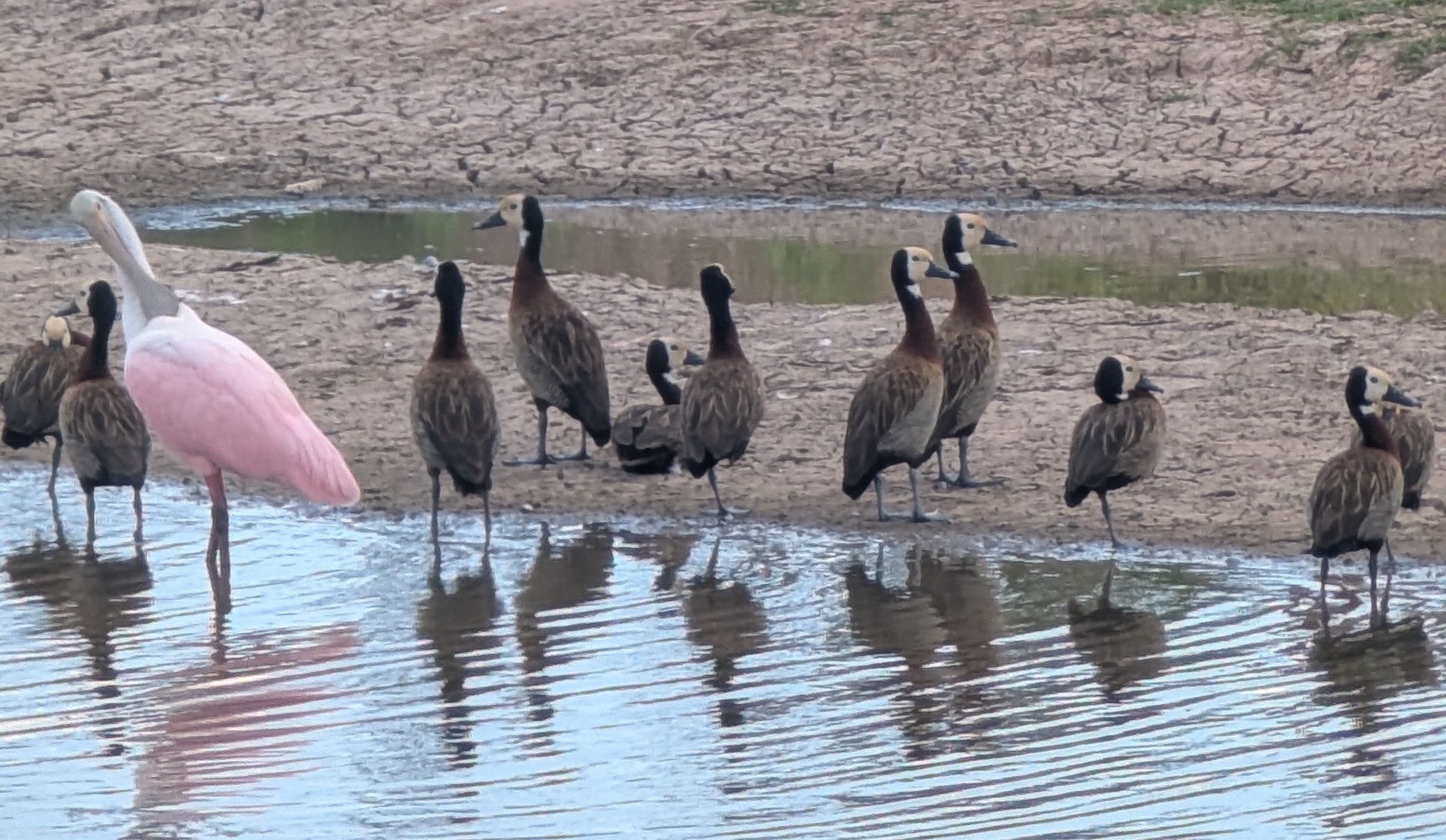 Fauna y naturaleza en Santa Clara al Sur