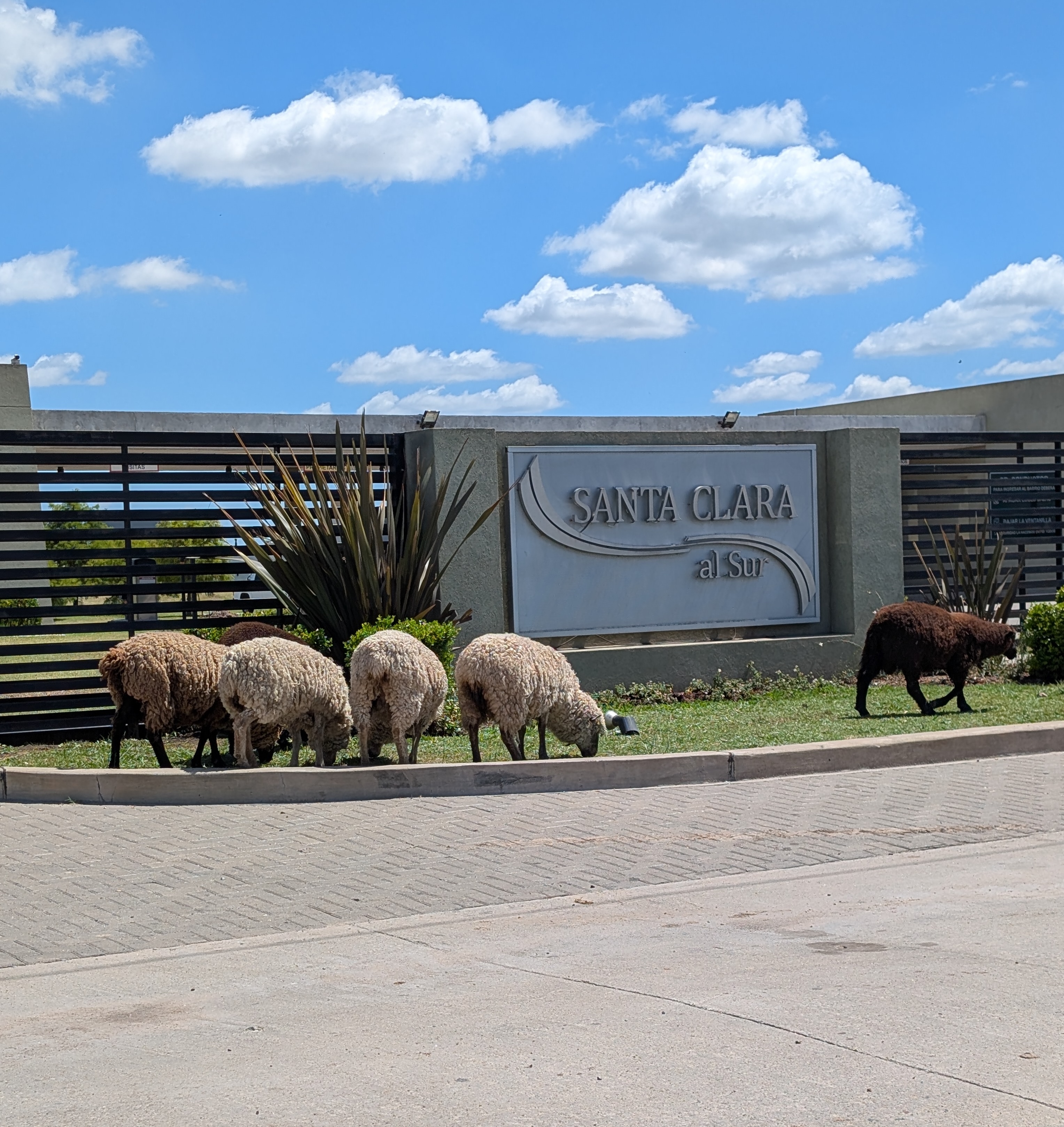Avistaje de fauna en Santa Clara al Sur