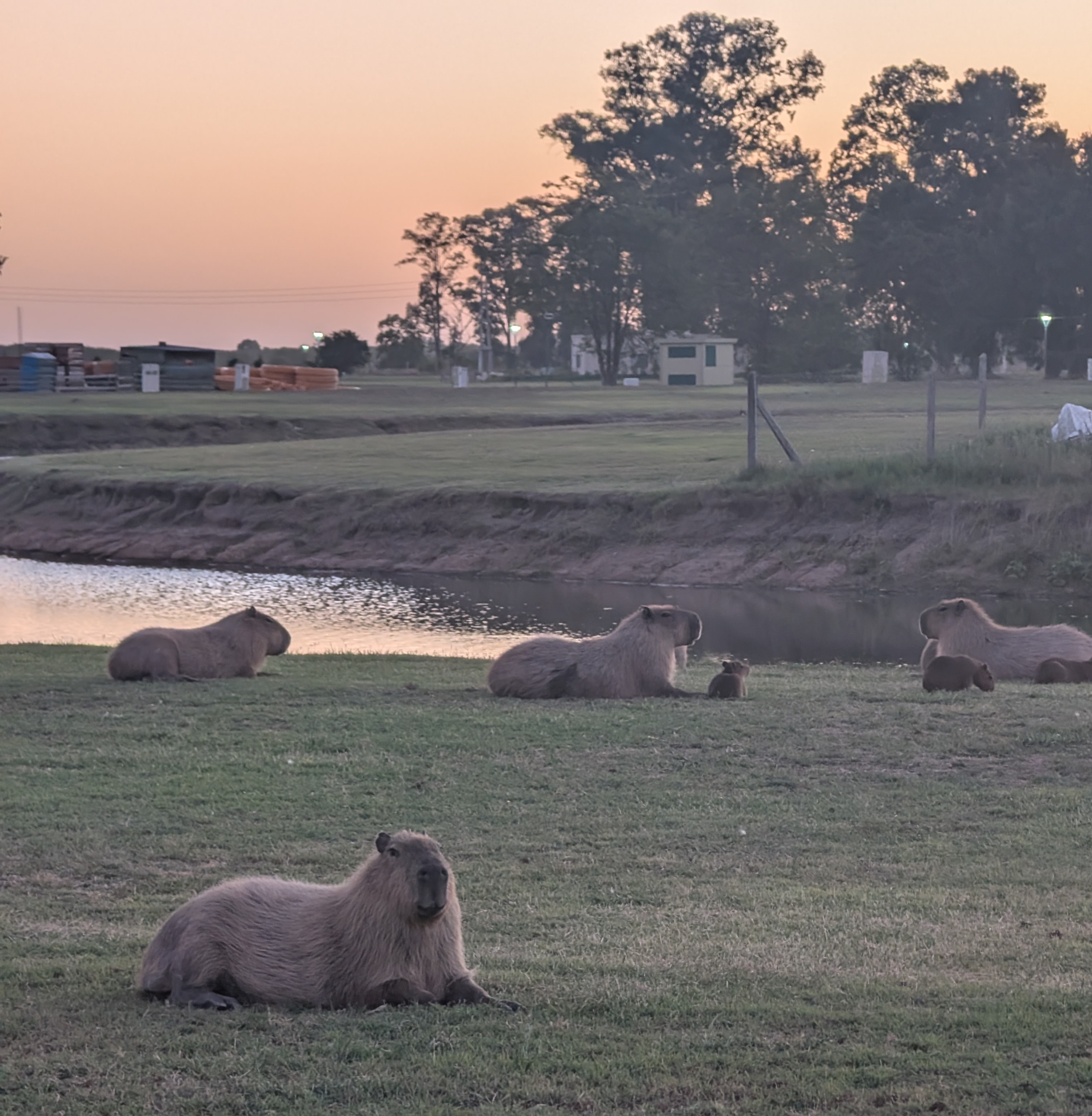 Fauna local en Santa Clara al Sur