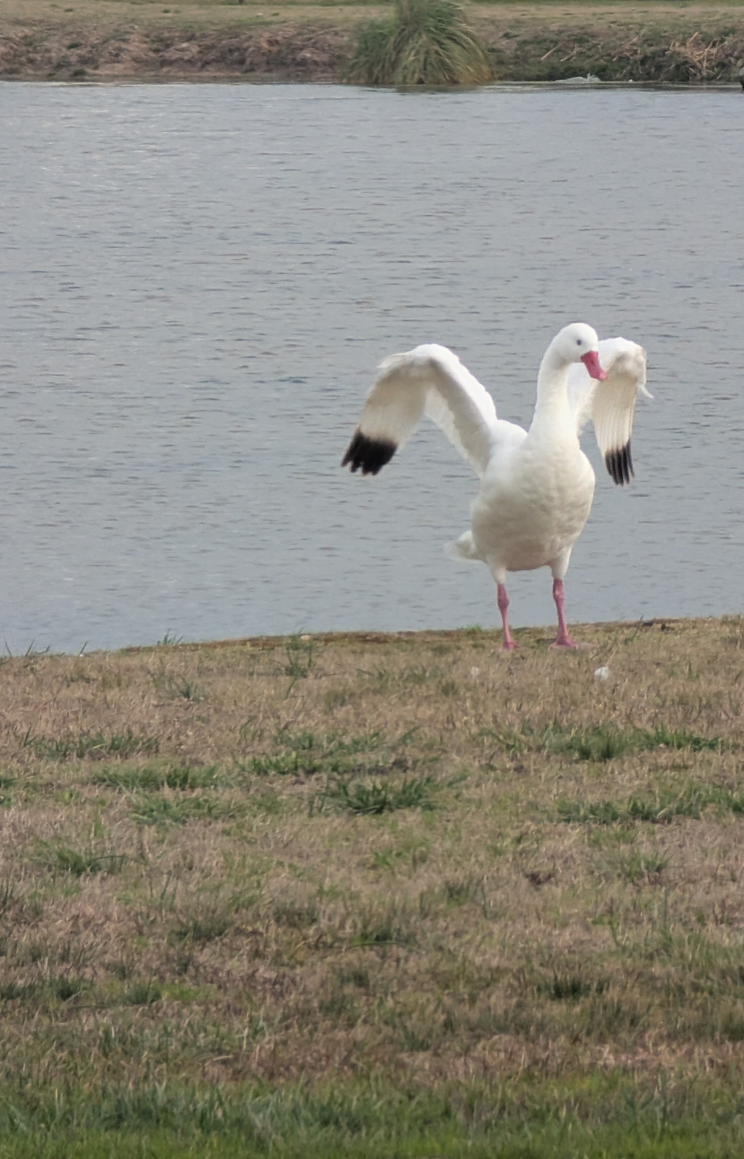 Fauna silvestre cerca del lote