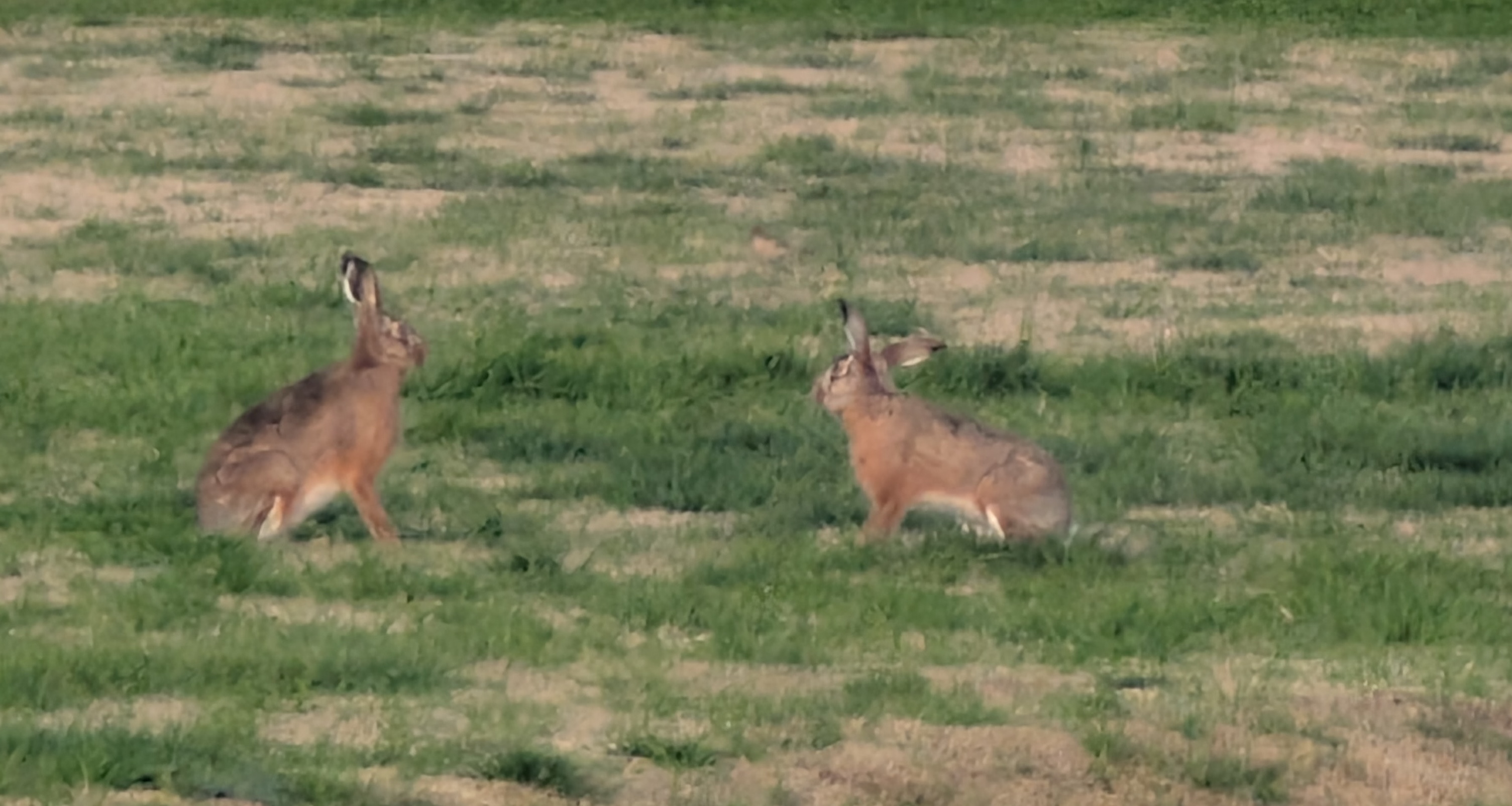Fauna y espacios naturales del barrio