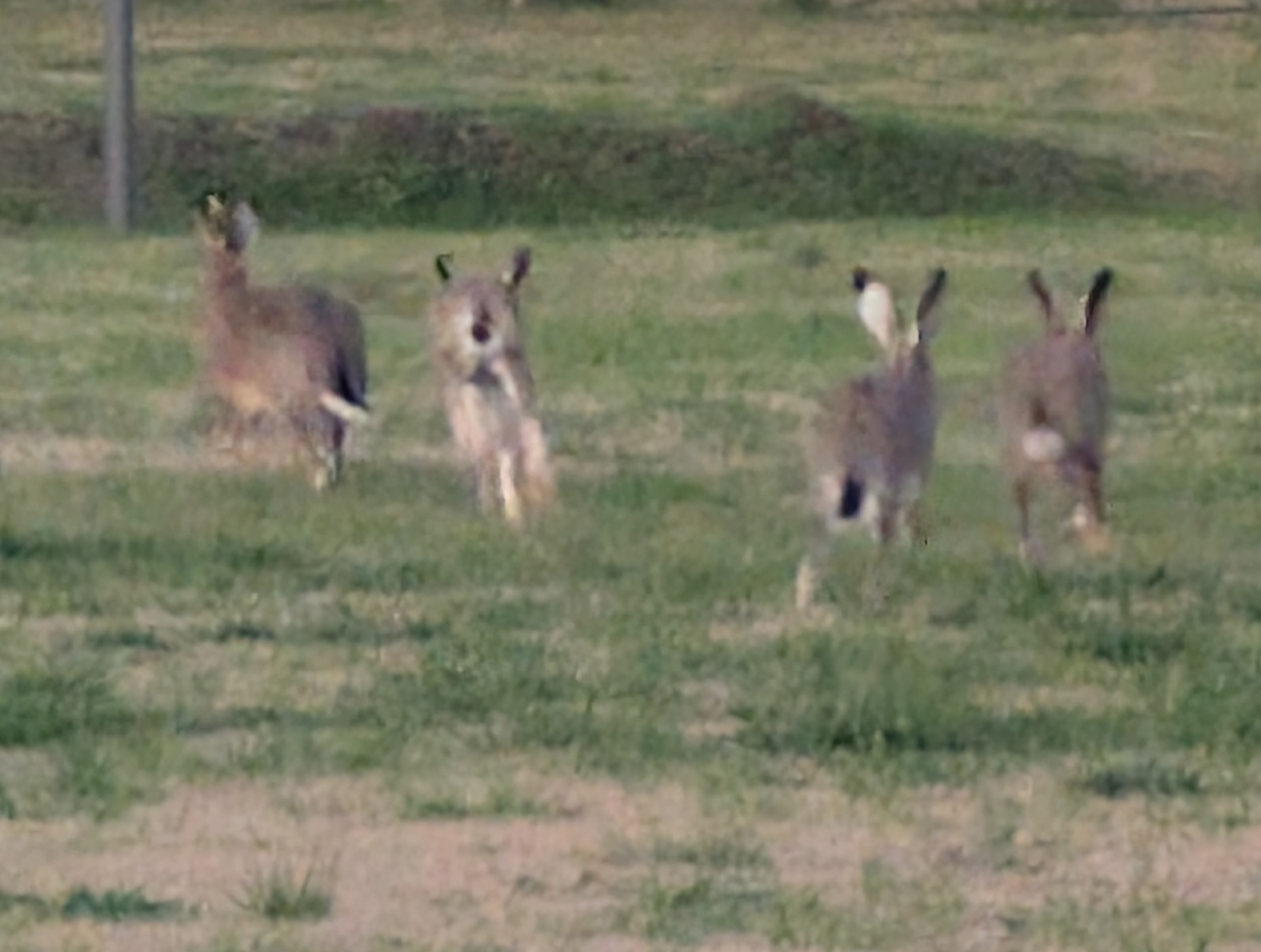 Fauna local del barrio